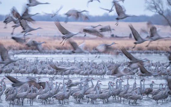 Hundreds of light-colored sandhill cranes on the water and mid-flight in a pink sky at dusk.