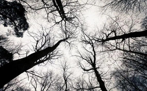 trees