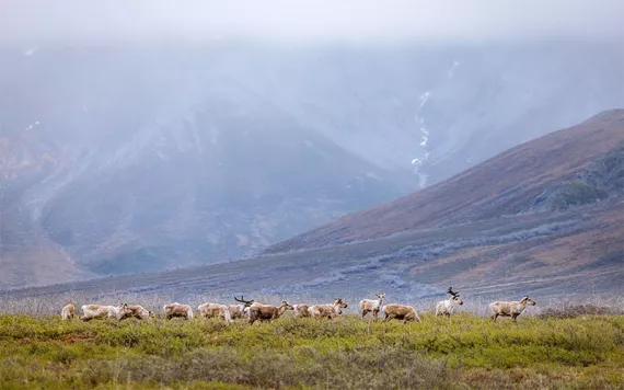 Herd of caribou in the Arctic Wildlife Refuge