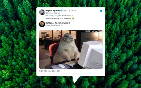 tweet on a background of trees