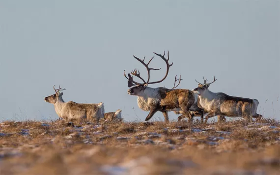 Migrating Western Arctic Herd caribou