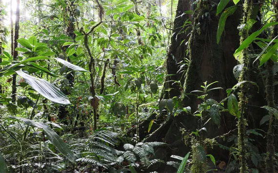 Photo by Kikkerdirk/iStock