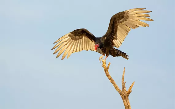 A turkey vulture touching down on a treetop.