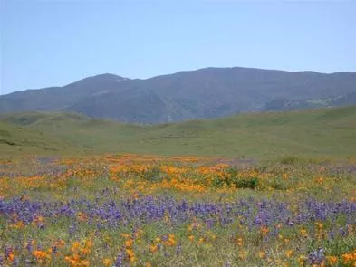 Carrizo Plain