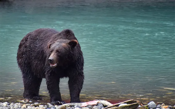 Grizzly bear during Klahoose bear experience