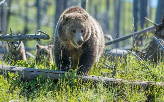Grizzly bear with cubs in the wild