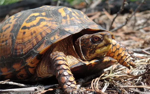 Close-up of an orange-and-black turtle crawling over twigs on the ground