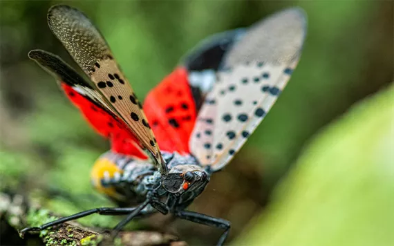 A close-up of a Spotted Lanternfly with its wing spread which shows the spots and the red color of its hind wings. 