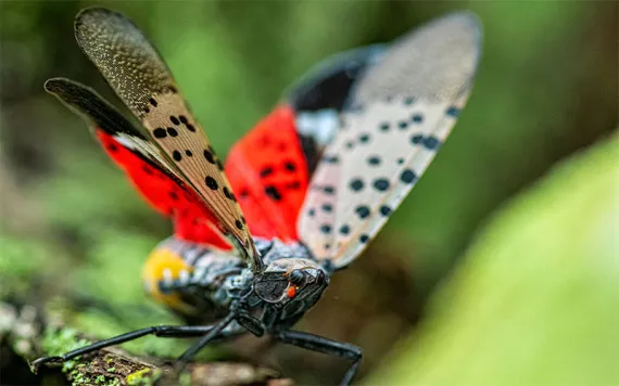 A close-up of a Spotted Lanternfly with its wing spread which shows the spots and the red color of its hind wings. 