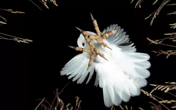 Photo by Vince Burton