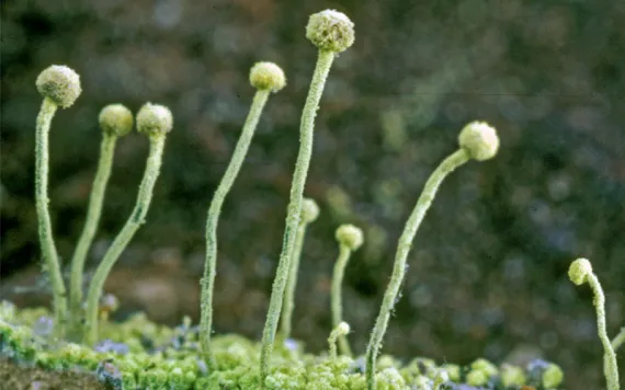 Sulphur stubble with long green stems and round tops