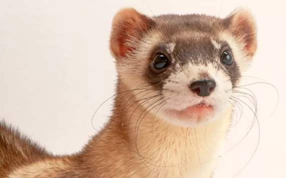 Close-up of the front half of a black-footed ferret