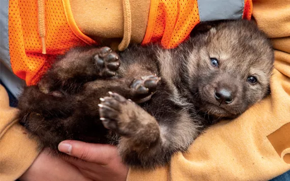Someone wearing an orange sweatshirt and a safety vest cradles a gray wolf pup.
