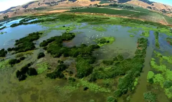 Viansa Winery wetlands