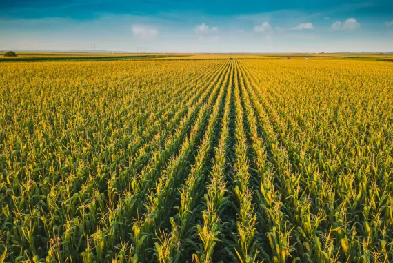 aerial view of cornfields