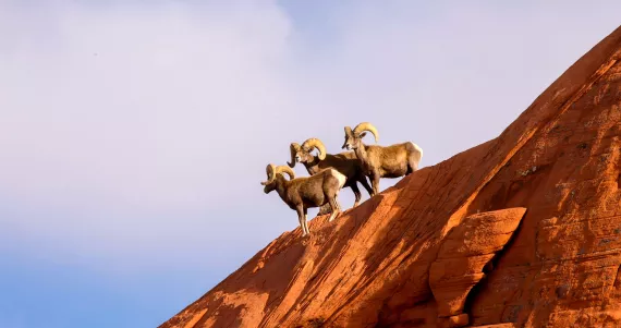 Big Horn Sheep
