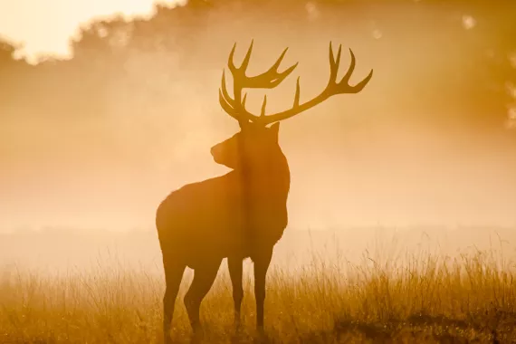 elk