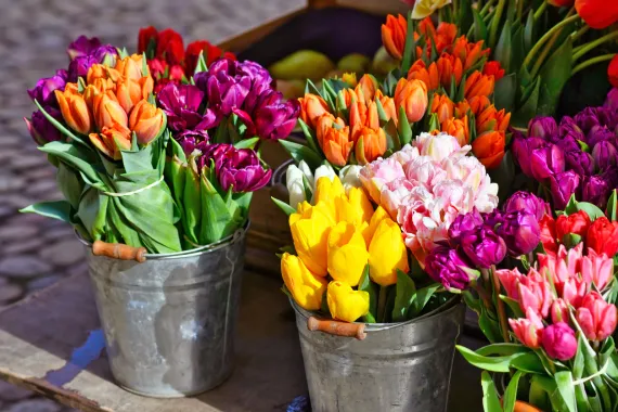 cut tulips