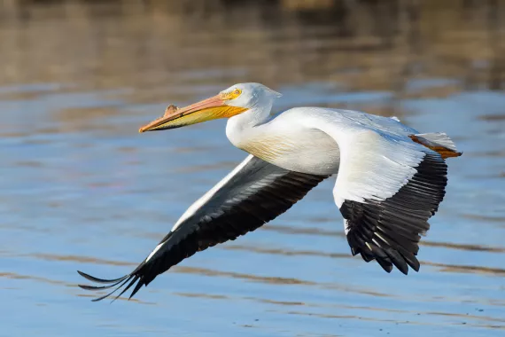 pelican