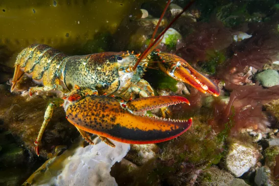 lobster