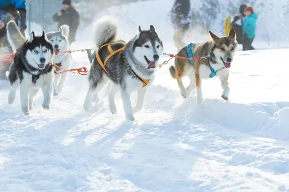 dogsledding
