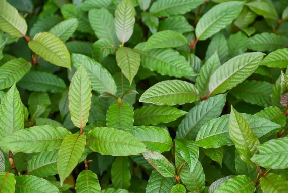 leaves