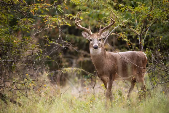 deer
