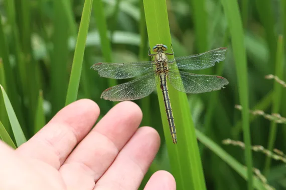 dragonfly