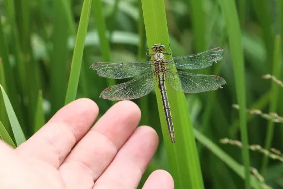 dragonfly