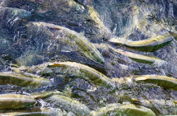 salmon