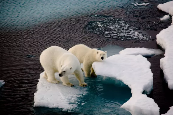 Polar bears on an ice floe