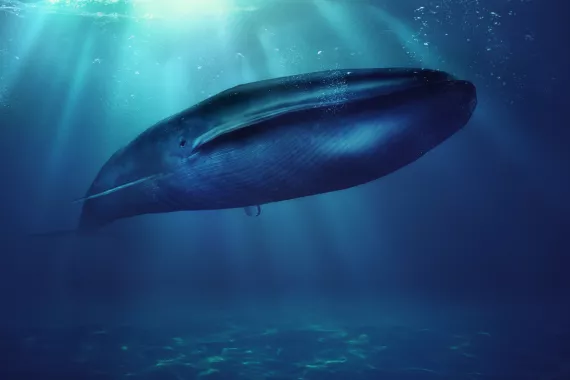 blue whale