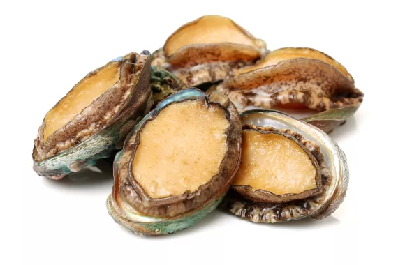 abalone