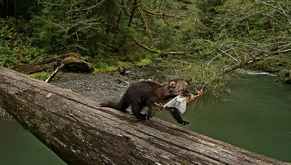 Pacific fisher