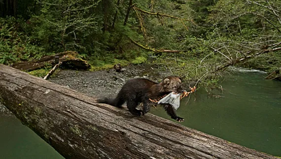 Pacific fisher