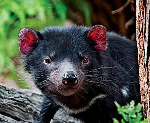 Tasmanian devil