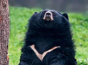 Moon bear