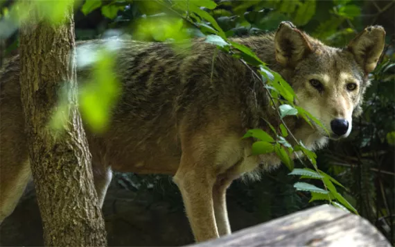 Photo courtesy Smithsonian's National Zoo and Conservation Biology Institute