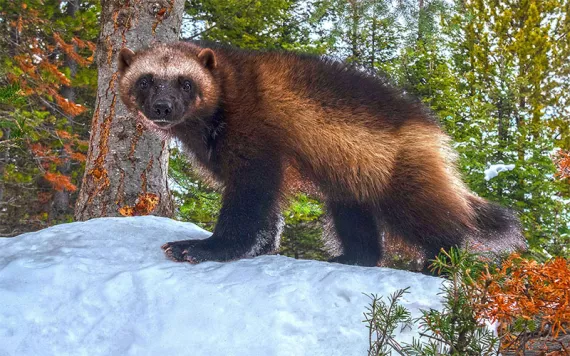 A wolverine standing on snow adorably looking directly into a camera lens with a forested backdrop