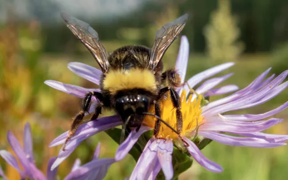 A western bumblebee on top of a purple and yellow aster flower in Oregon