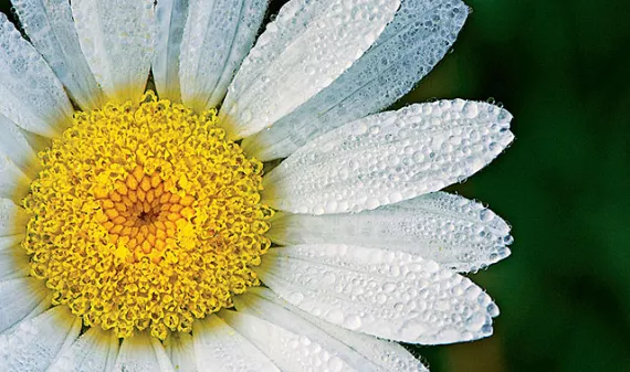 close up of a flower