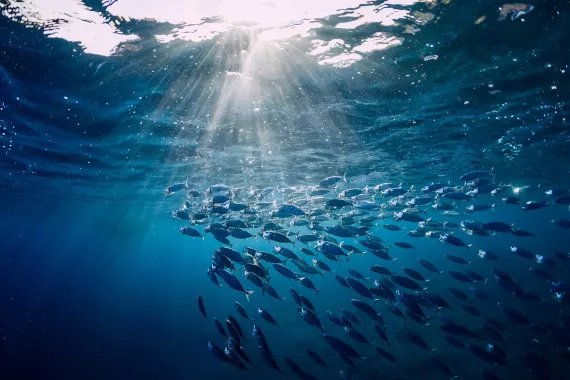 tuna