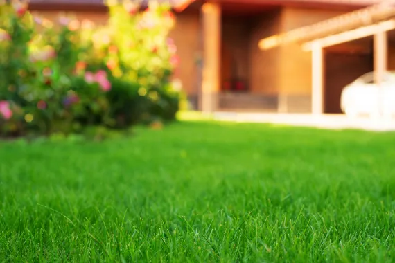 lawn