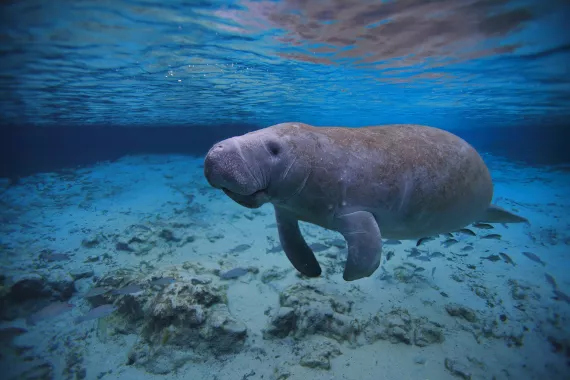 manatee