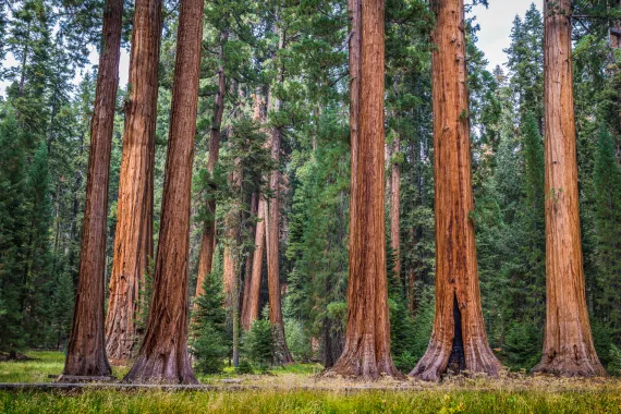 California redwoods