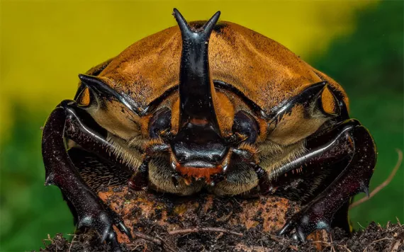 Photo by National David Hamilton/National Geographic