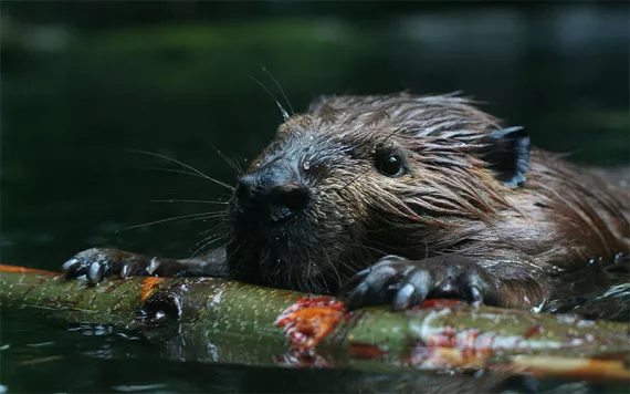 A beaver building a dam.