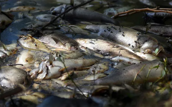 Dead fish float in a Cape Fear River
