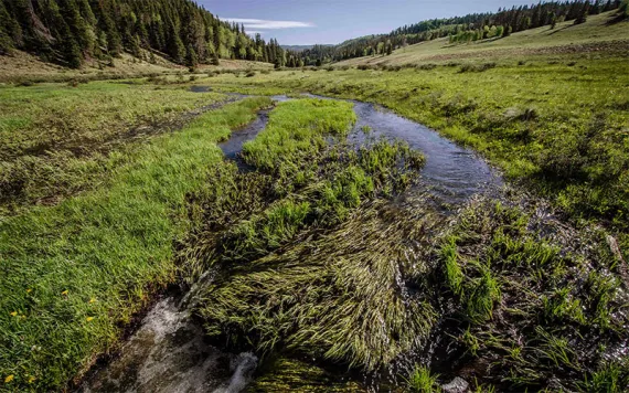 La Jara Wetlands, in the upper Rio Fernando de Taos watershed. | Photo by Jim O'Donnell courtesy of Amigos Bravos