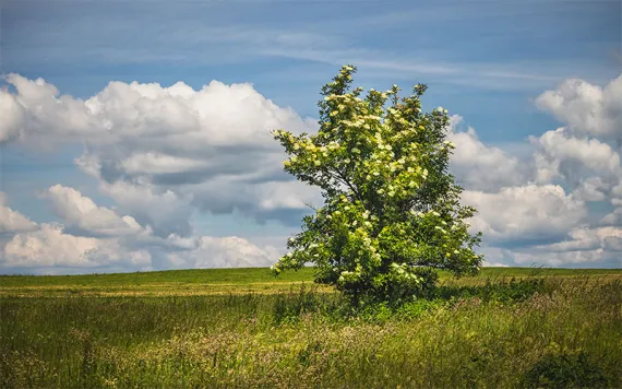Photo by Roman Kybus/iStock